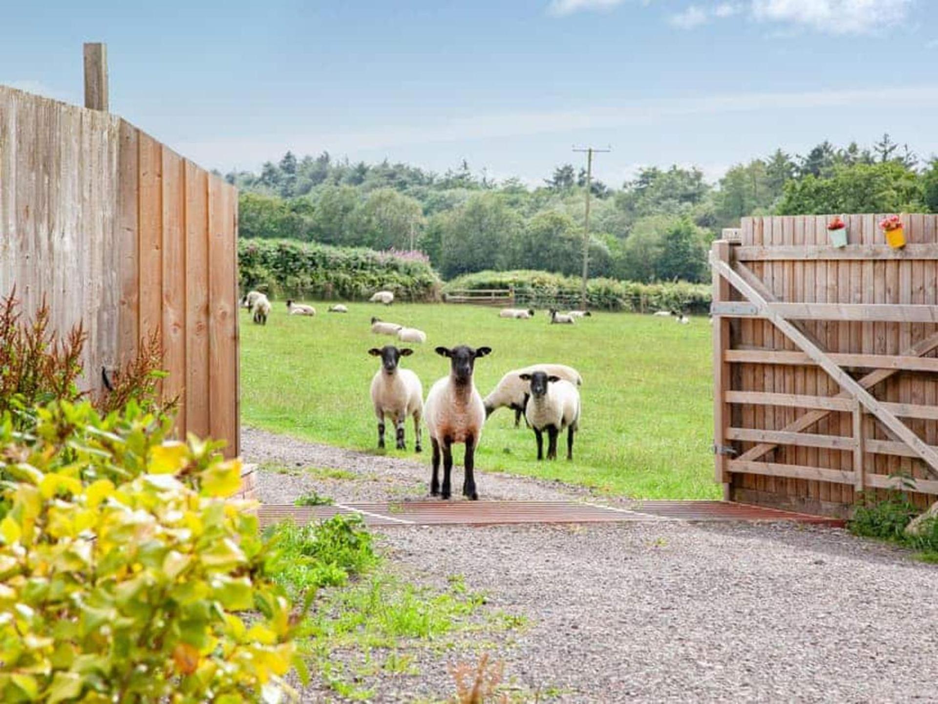 Cosy Cottage In The Blackdown Hills Devon Honiton Exterior foto